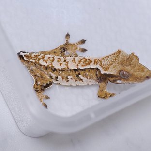 트라이
