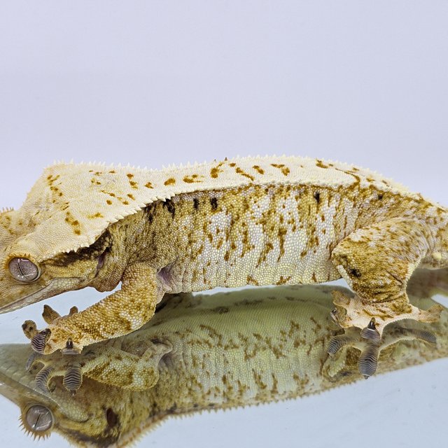 노멀 화이트스팟