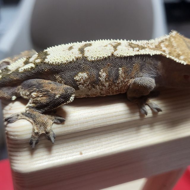 세이블