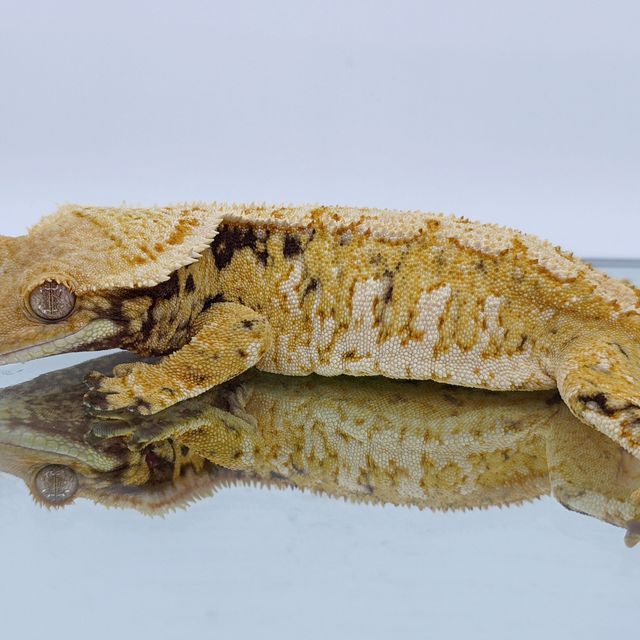 노멀 화이트스팟