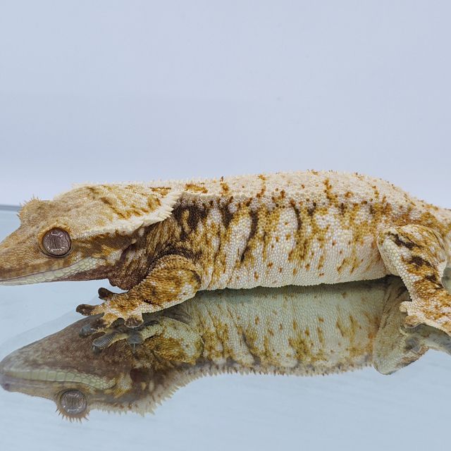 노멀 화이트스팟