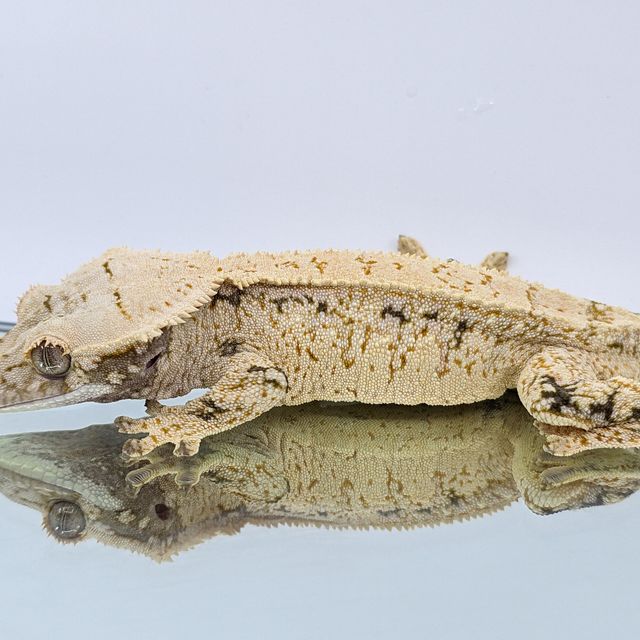 노멀 드리피 화이트스팟