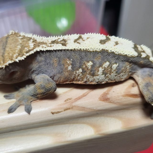 세이블