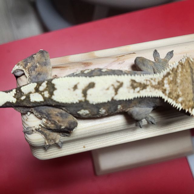세이블