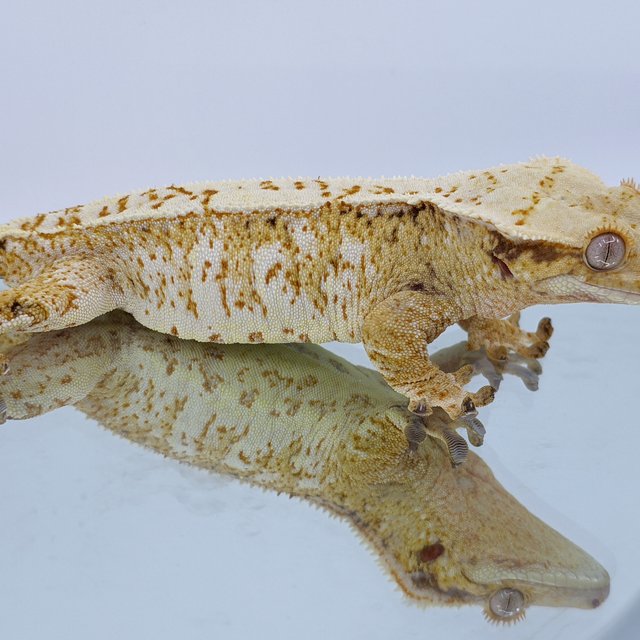 노멀 화이트스팟