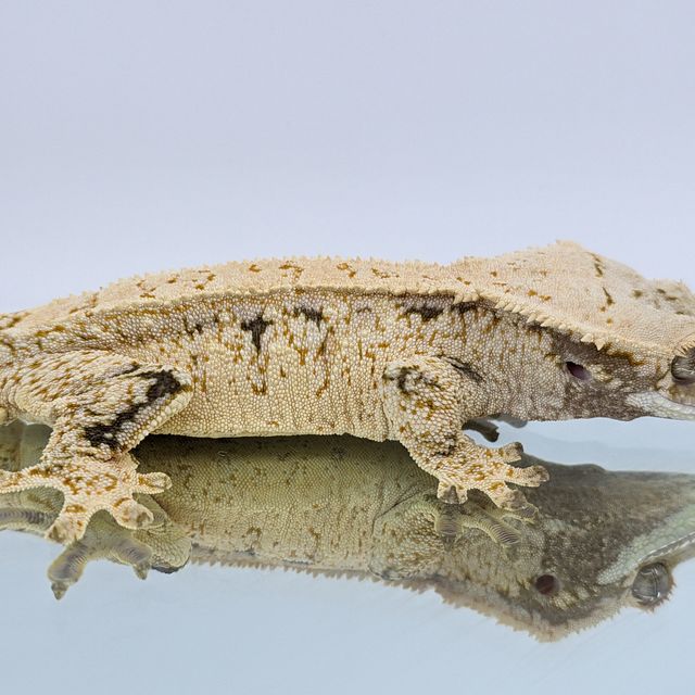 노멀 드리피 화이트스팟