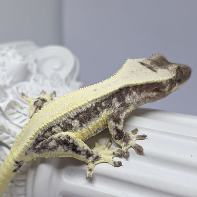 릴잔틱