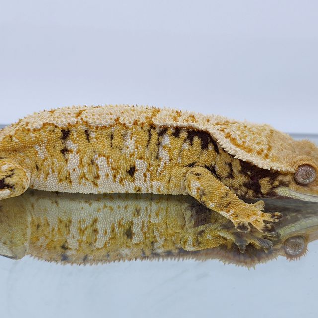 노멀 화이트스팟