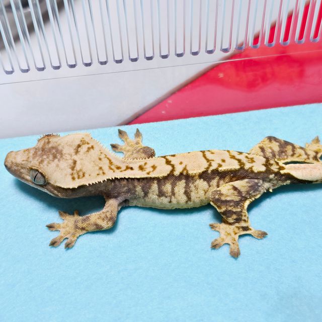 100%헷초초