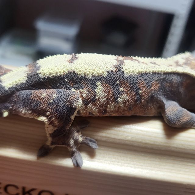 세이블
