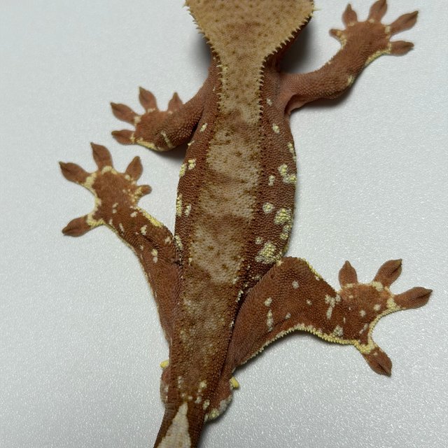 바이 레드 화이트포트홀