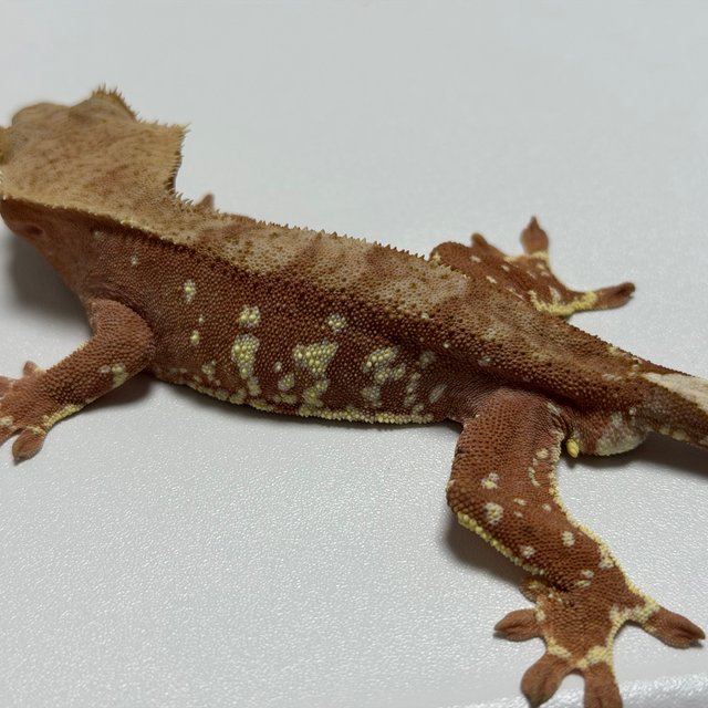 바이 레드 화이트포트홀