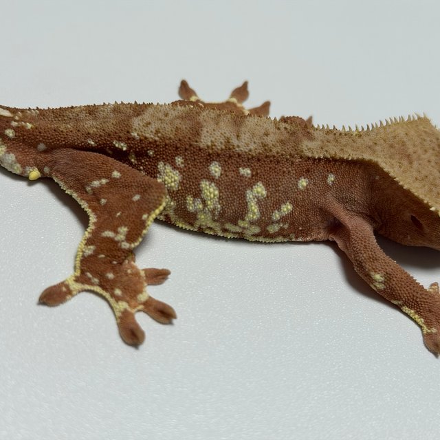 바이 레드 화이트포트홀