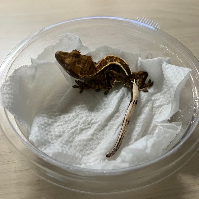 카푸치노