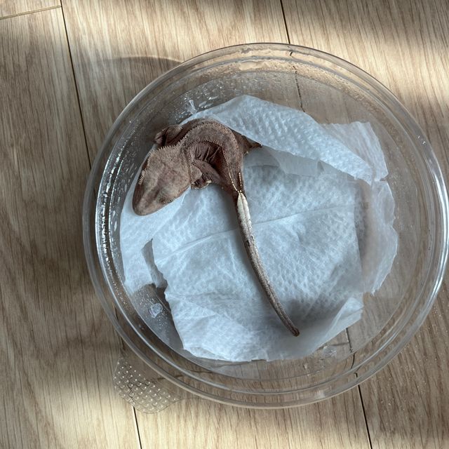 바이 레드
