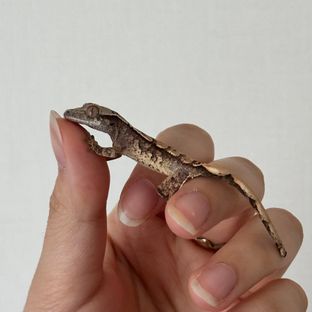 트라이 익스트림할리퀸
