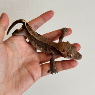 카푸치노 핀스트라이프