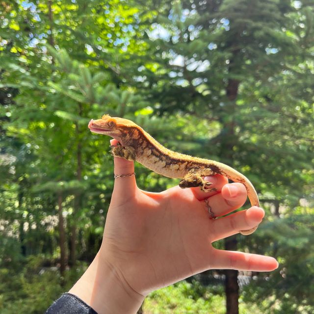 트라이 익스트림할리퀸