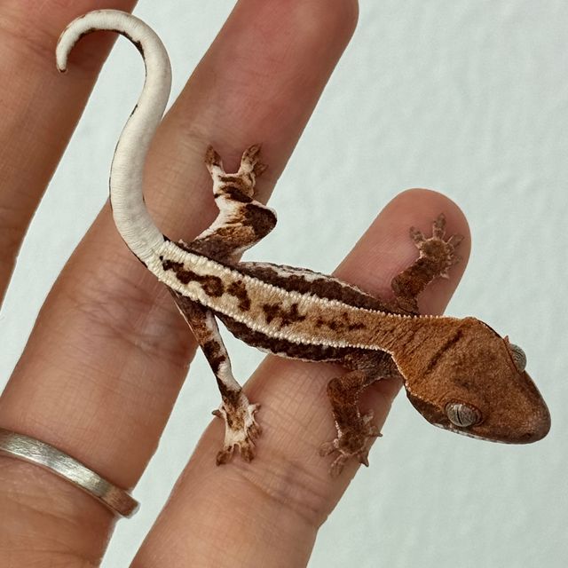 레드 프라푸치노