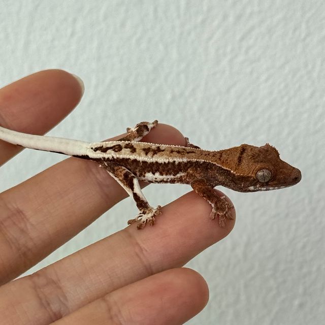 레드 프라푸치노