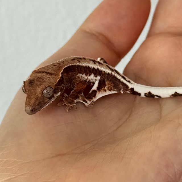 레드 프라푸치노