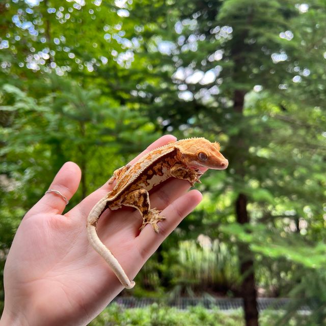 트라이 익스트림할리퀸 핀스트라이프