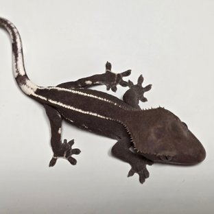 아잔틱