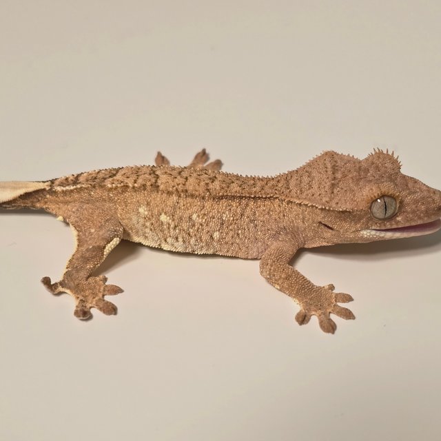 팬텀 옐로우 크림