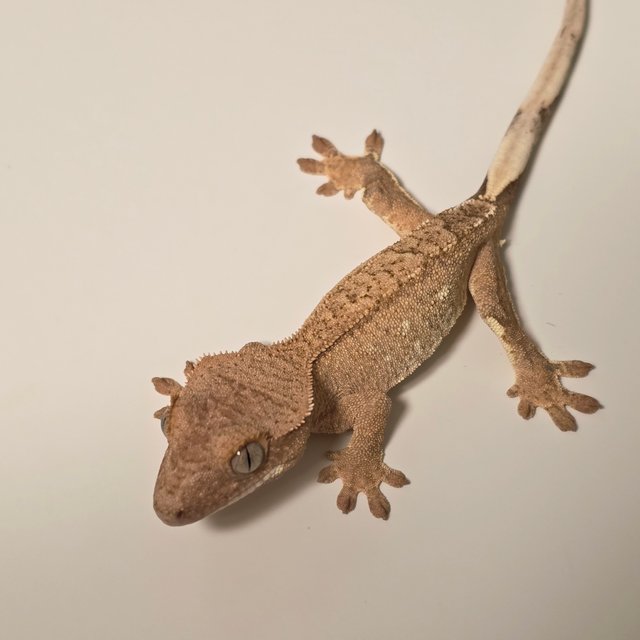 팬텀 옐로우 크림