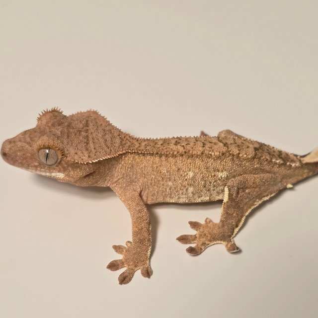 팬텀 옐로우 크림