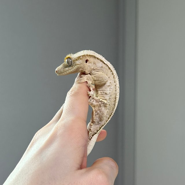 노멀 드리피 쿼드 화이트스팟 크림 크림시클