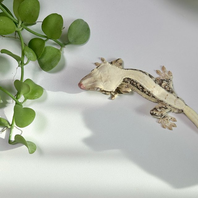 릴리화이트 화이트 화이트스팟