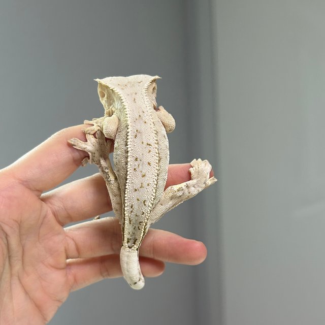 노멀 드리피 쿼드 화이트스팟 크림 크림시클