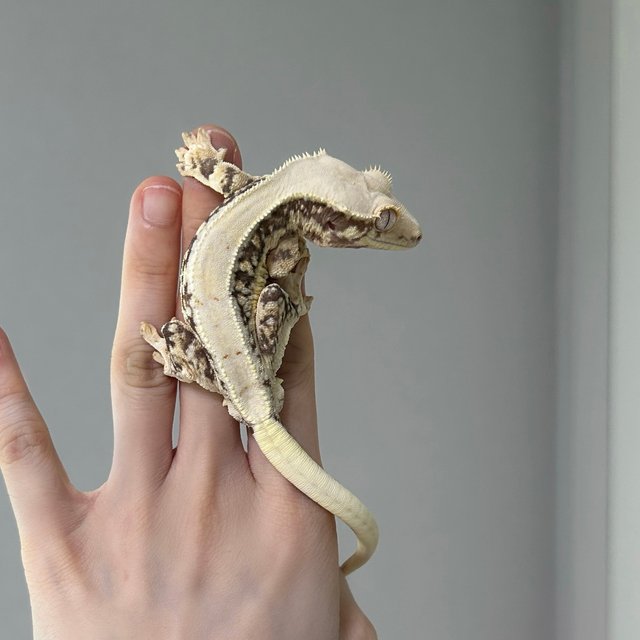 릴리화이트 화이트 화이트스팟