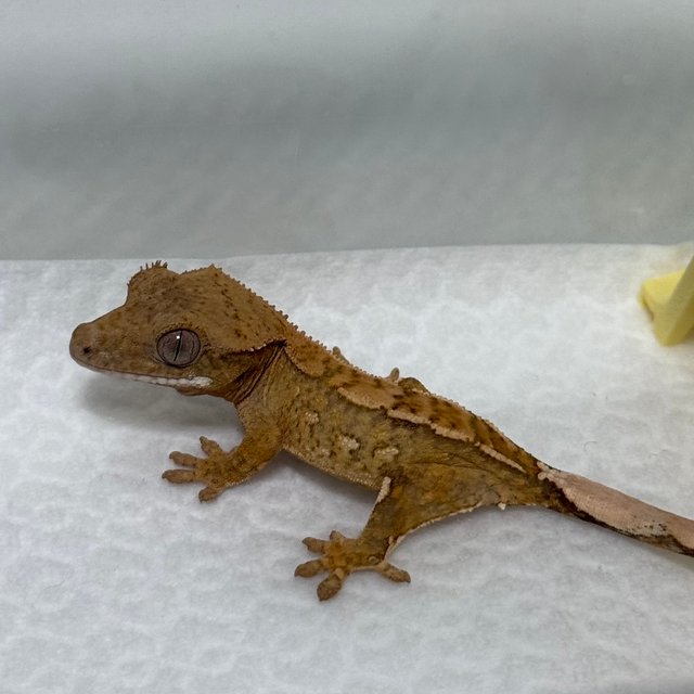 화이트포트홀 크림시클