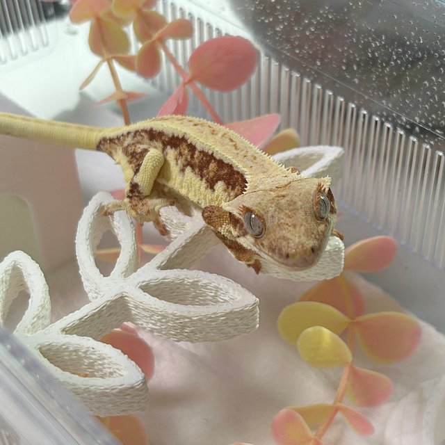 릴리화이트 풀핀 레드