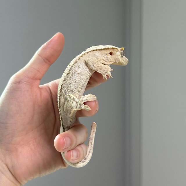 노멀 드리피 쿼드 화이트스팟 크림 크림시클