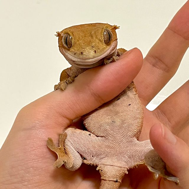 달마시안 레드