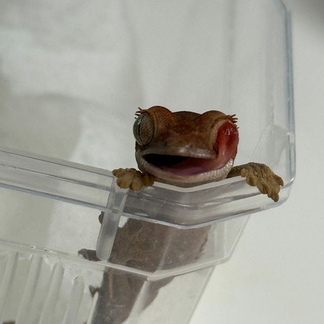 노멀 레드 플레임