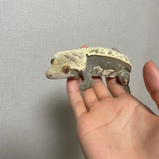 플레임 풀핀