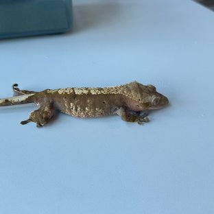 할리퀸