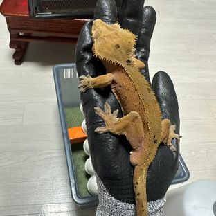 금성 GS