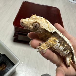 브리 BR