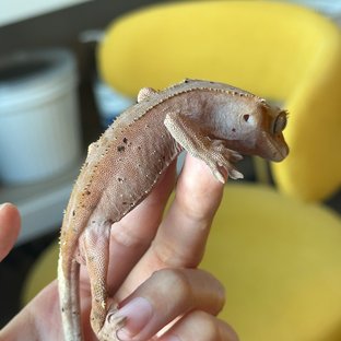 달마시안 레드