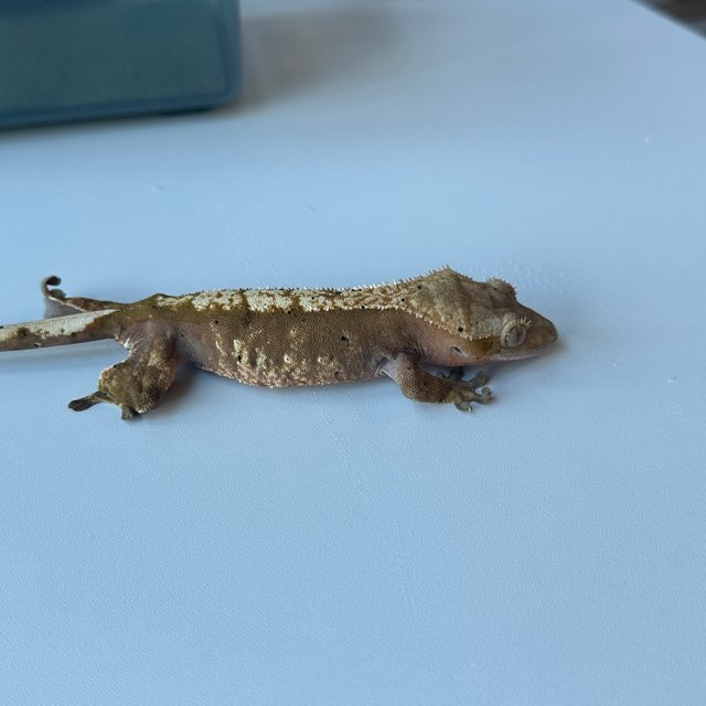할리퀸