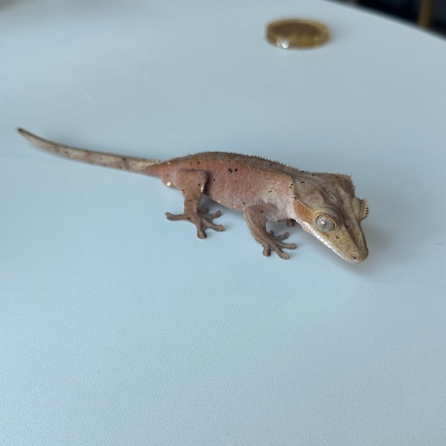 달마시안 레드