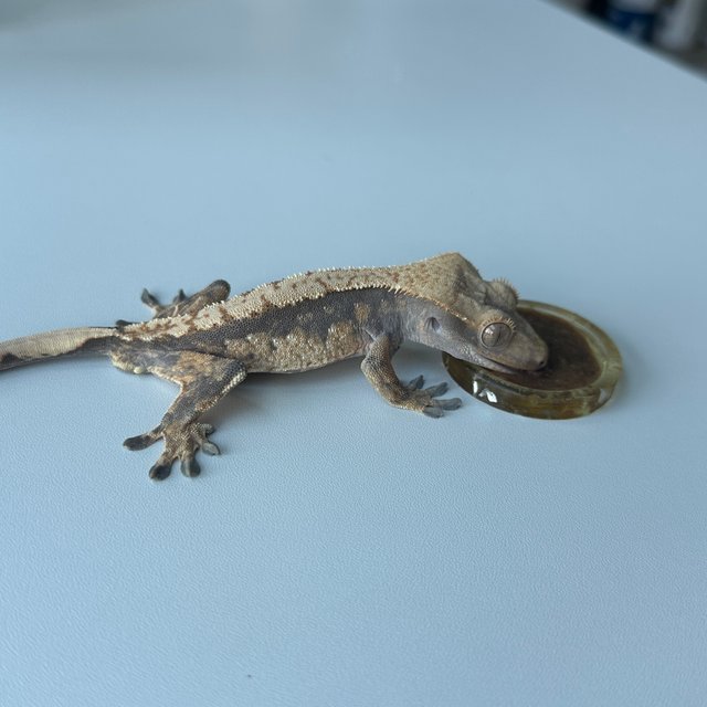 할리퀸