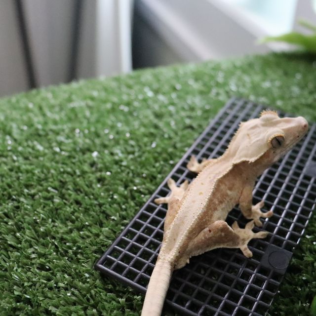 레드 릴리화이트