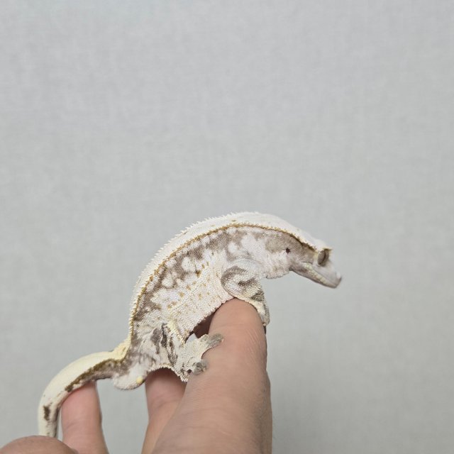 노멀 드리피 화이트스팟 쿼드 화이트