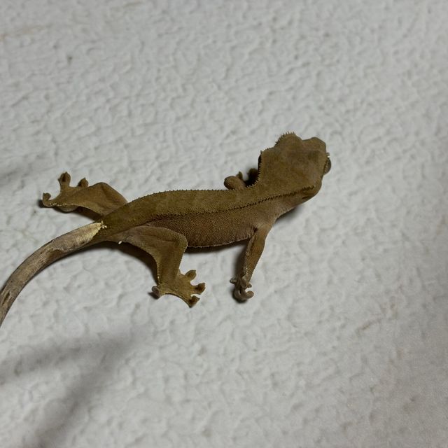 챠콜